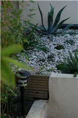 Succulents, including Agaves & Aloe striatula