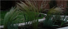 Stipa tenuissima wafts around in the breeze Stipa tenuissima wafts around in the breeze