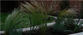 Stipa tenuissima wafts around in the breeze