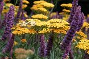 Achillea and Salvia Achillea and Salvia