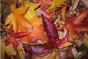 Liquidambar leaves Liquidambar leaves
