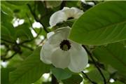 Magnolia Magnolia