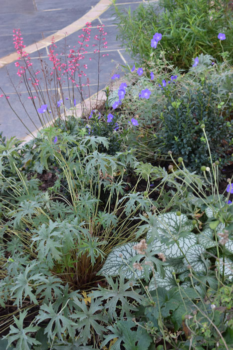 Geranium, Heuchera and Brunnera