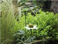 Pittosporum tobira 'Nanum', Stipa tenuissima and Echinacea 'White Swan' 