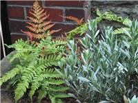 Dryopteris erythrosora and Convolvulus cneorum 