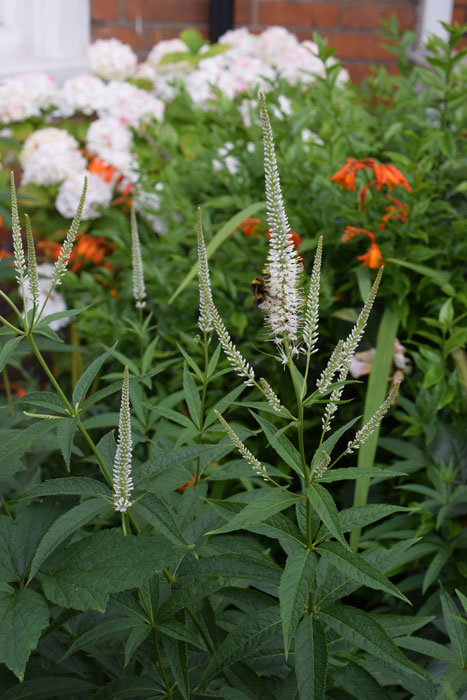 Veronicastrum virginicum album - loved by bees