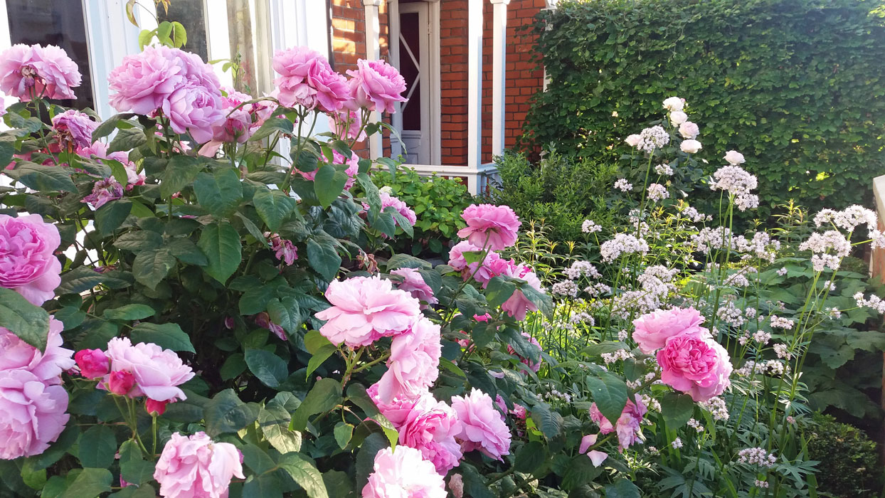 iew across front garden in June