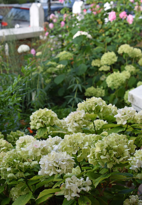 Mophead hydrangea