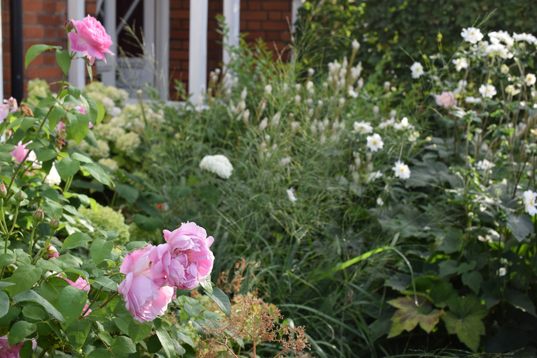 Autumn - Anemones, Molinia, Hydrangeas, repeat flowering rose