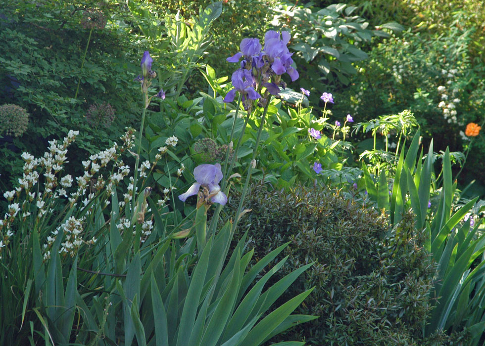 Iris and Libertia