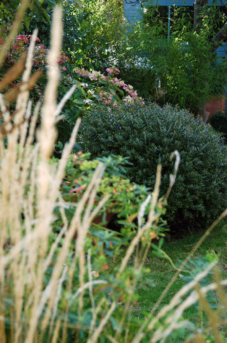 Autumnal grasses