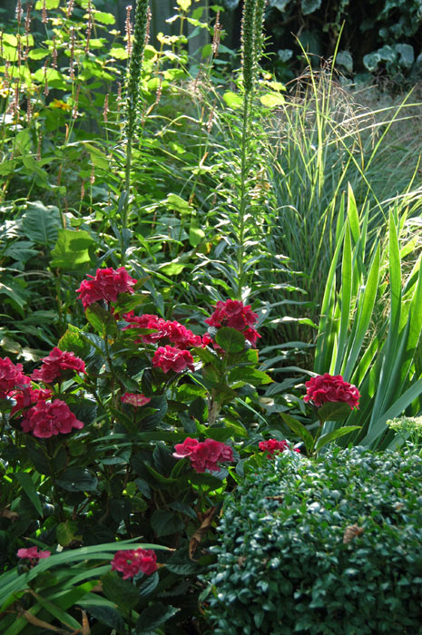 Hydrangea Melville Sanguine