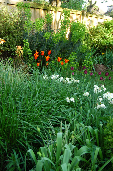 Tulips Daffodils & Euphorbia