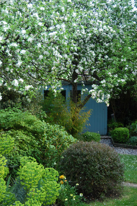 Apple tree in spring