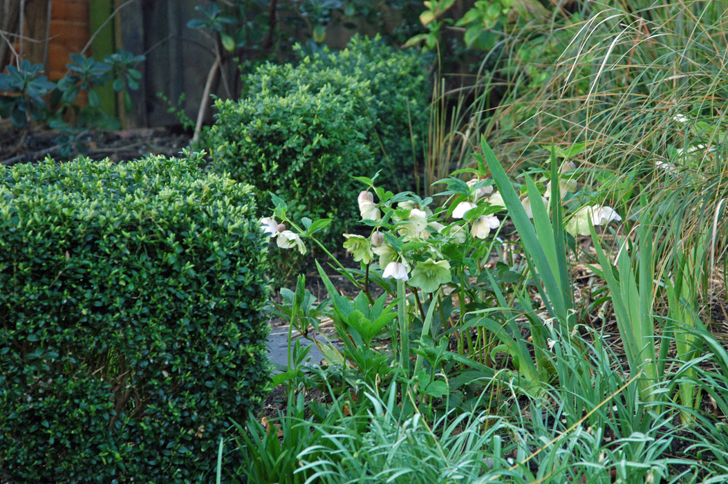 Box cubes and hedges add structure