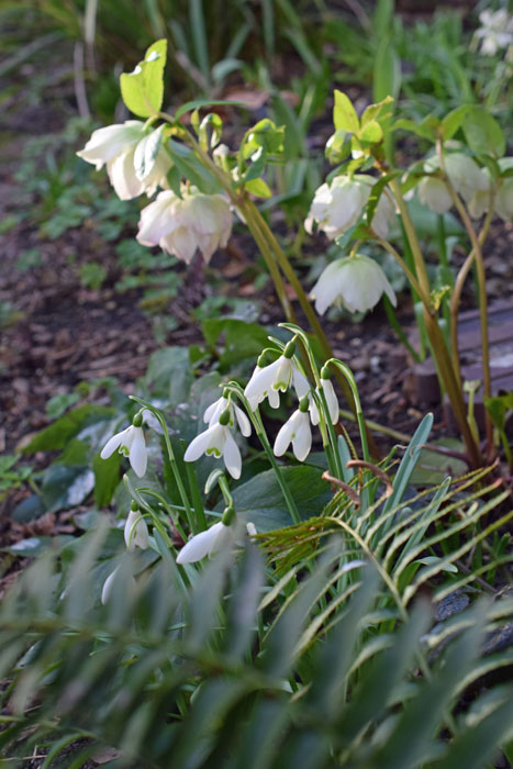 Hellebores and snowdrops