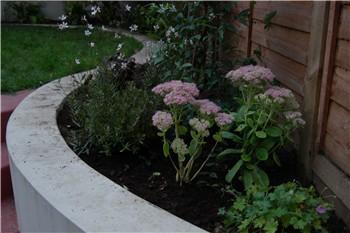 Sedums, a hebe, trailing geraniums and Gaura