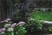 Cotinus, Pittosporum and Sedums