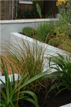 Grasses (Carex) and Agapanthus