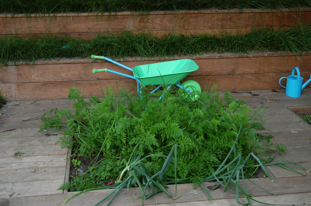 The childrens' vegetable plot