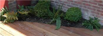 Curved deck with box and yew balls and ferns