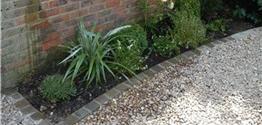 Box, yew, Astelia and Anemones