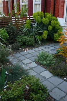 Euphorbia characias  in the corner