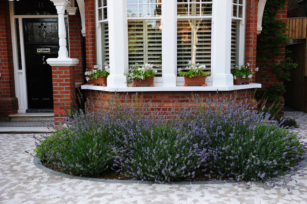 Lavander and Pittosporum tobira nanum