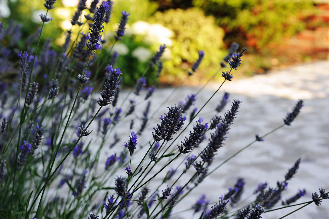 This is Lavandula angustifolia