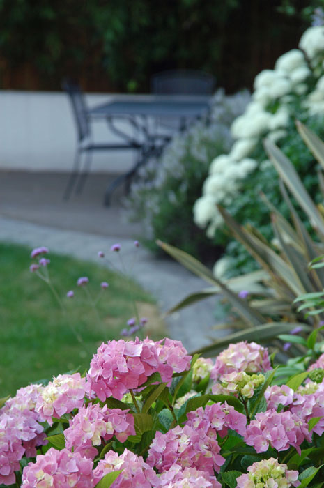 Lovely pink hydrangea