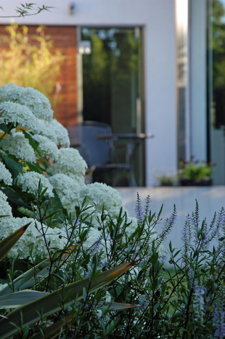 Hydrangea 'Annabelle'