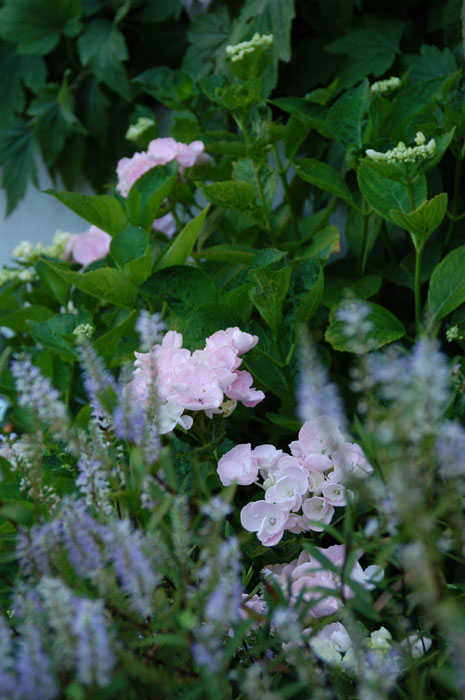 Hydrangea and Hebe