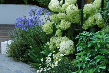 Contemporary garden in Acton