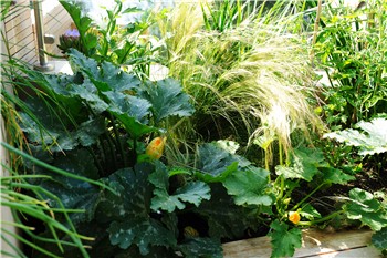 Courgettes amongst the planting