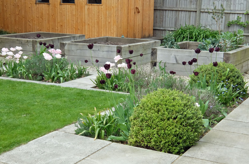 Spring bulbs and Hebe rakaiensis