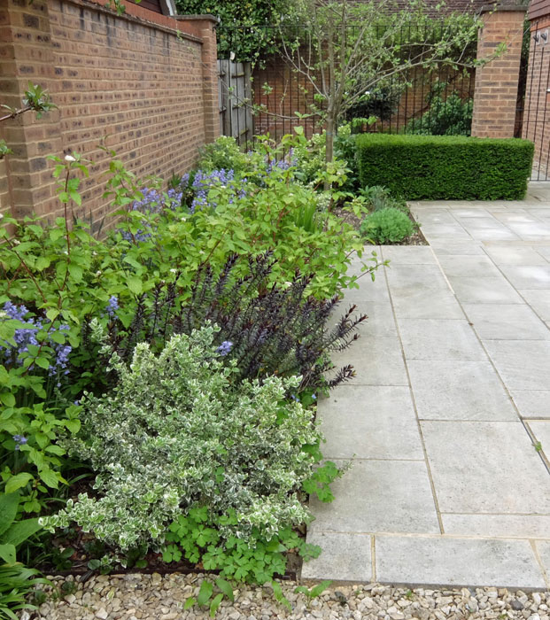 Planting in the front garden